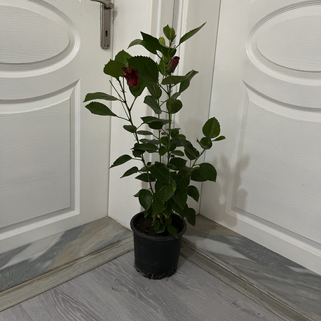 Canlı Kırmızı Japon Gülü – 60-80 cm, Üretim Saksılı