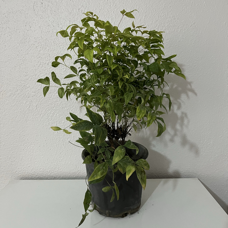 Canlı Nandina (Cennet Bambusu) – 40-45 cm, Üretim Saksılı