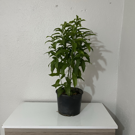 Canlı Melisa (Limon Otu) – 55-65 cm, Üretim Saksılı