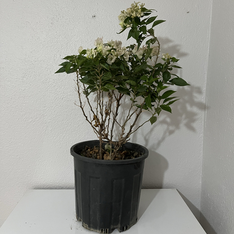 Canlı Bodur Begonvil (Beyaz Çiçekli) – 50-60 cm, Üretim Saksılı 