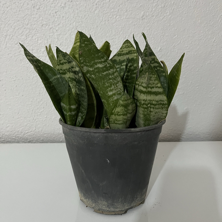 Canlı Paşa Kılıcı (Sansevieria) – 15-20 cm, Üretim Saksılı