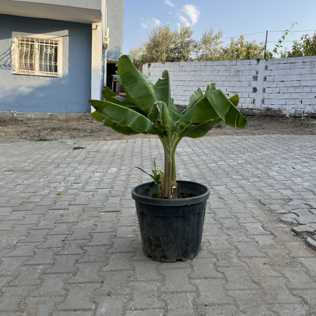 Canlı Muz Fidanı – 3 Kök, 80-90 cm, Büyük Saksılı