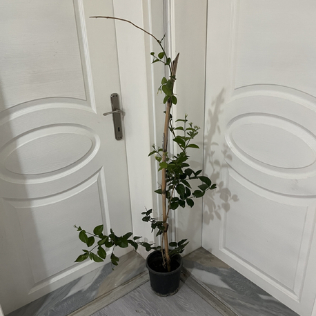 Canlı Arap Yasemini – 120-130 cm, Üretim Saksılı