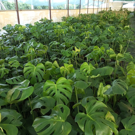 Canlı Monstera (Devetabanı) – 50-80 cm, Üretim Saksılı