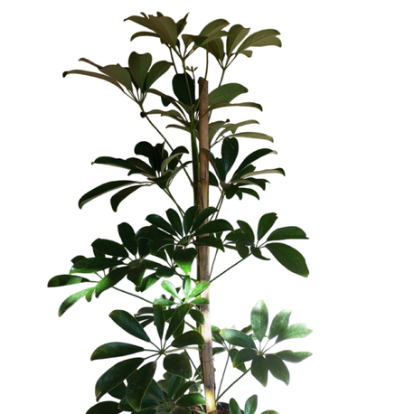 Canlı Şeflera (Şemsiye Çiçeği) – 80-90 cm, Üretim Saksılı