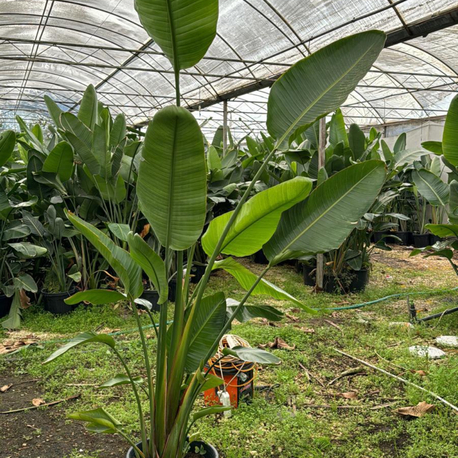 Canlı Nicolai Starliçe (Strelitzia nicolai) – 2-3 Kök, 200-250 cm, Üretim Saksılı 