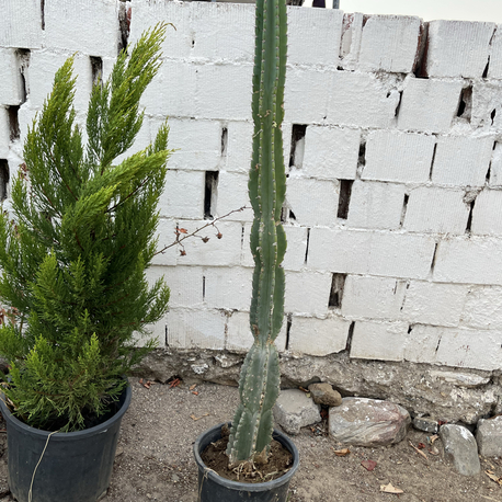 Canlı Sütun Kaktüsü 100 cm, Üretim Saksılı