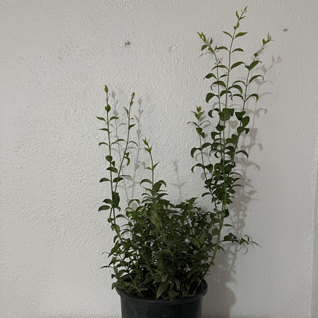 Canlı Bodur Yasemin (Murraya) – 65-75 cm, Üretim Saksılı