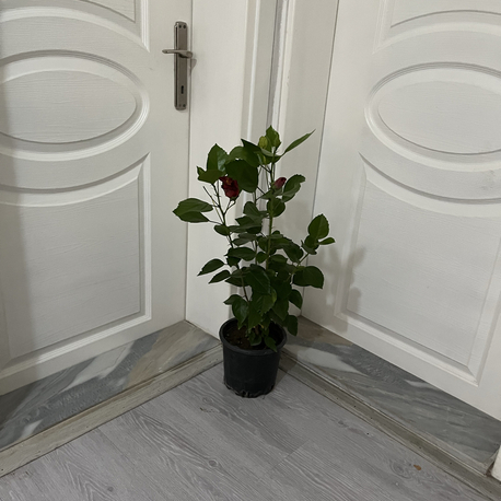 Canlı Japon Gülü (Sarı-Kırmızı Çiçekli) – 50-60 cm, Üretim Saksılı 