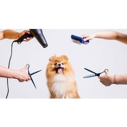 Evcil Hayvan Kuaförlüğü Eğitimi (pet kuaförlüğü)