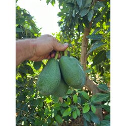 Avokado Fırsat Paketi (20 Adet)
