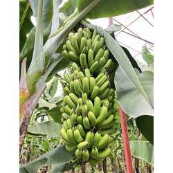 Anamur Muzu 1 Kg
