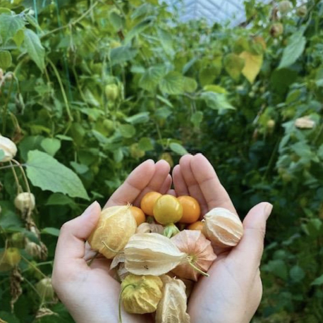 Altın Çilek ( 100 Gram )