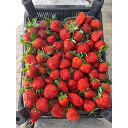 Anamur Çilek ( 1 kg )