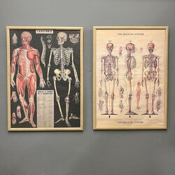 Cavallini Papers & Co. İskelet Anatomi Şemaları