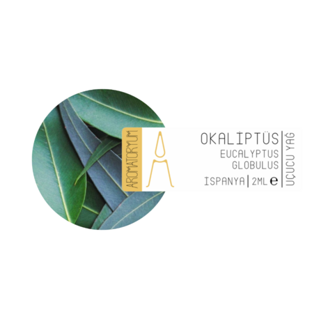 Okaliptüs