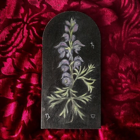 Wolfsbane Botanical Painting