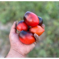 Pascal de Picard Tomato