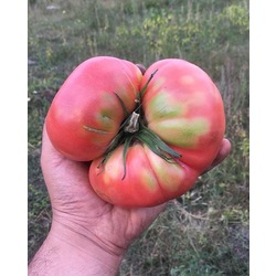 Diyarbakır Kulp  Pembe Domates