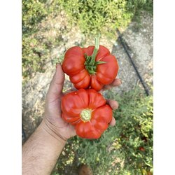 Balıkesir Kıvırcık Domates
