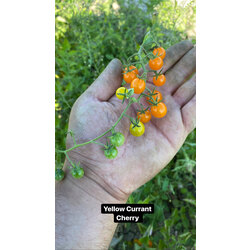 Yellow Currant Cherry 