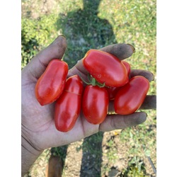   Kırmızı Uzun Salkım Cherry