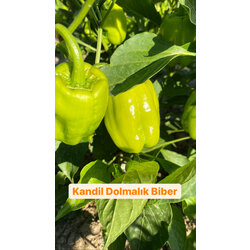 Kandil Dolmalık Biber (acısız)