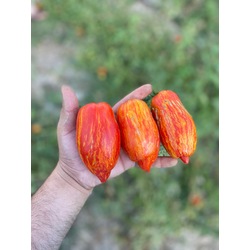 Speckled Roma Tomato