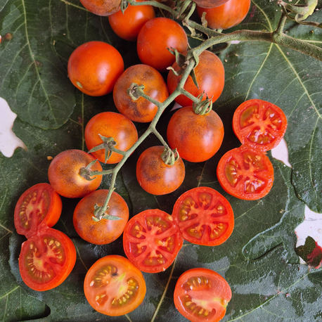 3 adet EVİL OLİVE CHERRY FİDESİ 