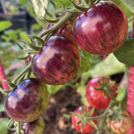 3 adet BLACK STRAWBERRY DOMATES FİDESİ