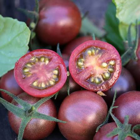 3 adet BLACK CHERRY FİDES