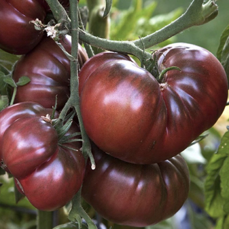 Black Krım Tomato