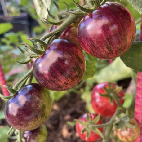 Black Strawberry Tomato Tohum Paketi