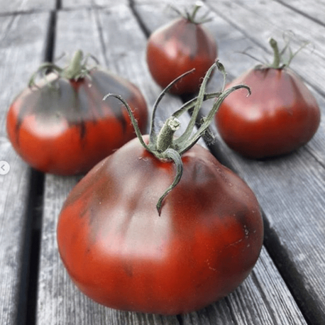 Jappenese Traffle Tomato 