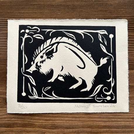 Boar