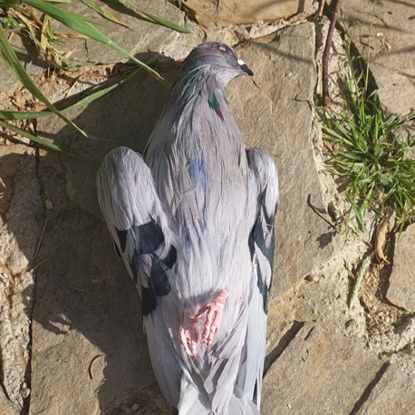 PIGEON (realistic) Made to order Gassal Tabii series prop