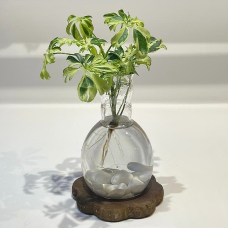 Schefflera Variegata | Suda Yetişen Yeşil Zarafet – Ahşap Altlıklı 