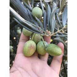 Ham yeşil zeytin 3kg (Gemlik)