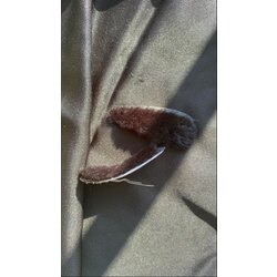 Peluş Çıtçıt Toka 2'li