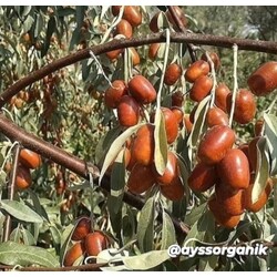 1.kg İğde 