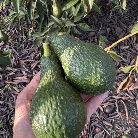 Yabani(aşısız) Avokado (1 kg)