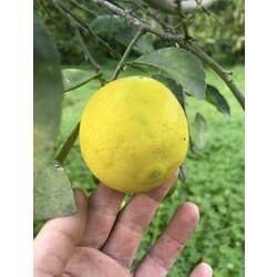 Lime limon (0,5 kg)