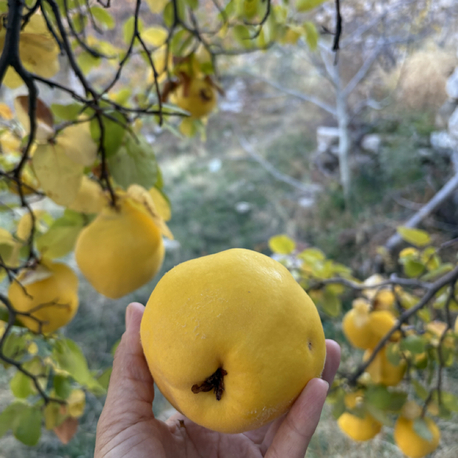AYVA (yayla) (1 kg)