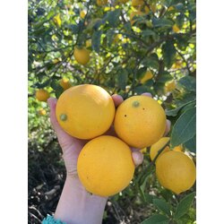 Limon (Rize limonu)