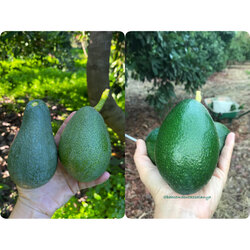 Karışık Avokado (1 KG)