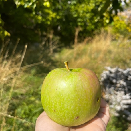 Granny Smith Elma (1 kg)