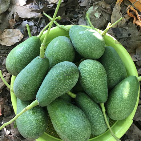 Fuerte Avokado (5 adet)