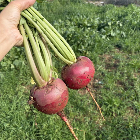 Turp (1 kg)