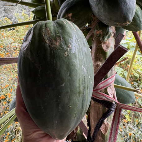 Papaya (yeşil/ham) (orta boy)