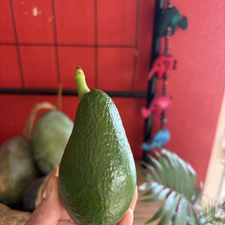 Yabani(aşısız) Avokado (1 kg)